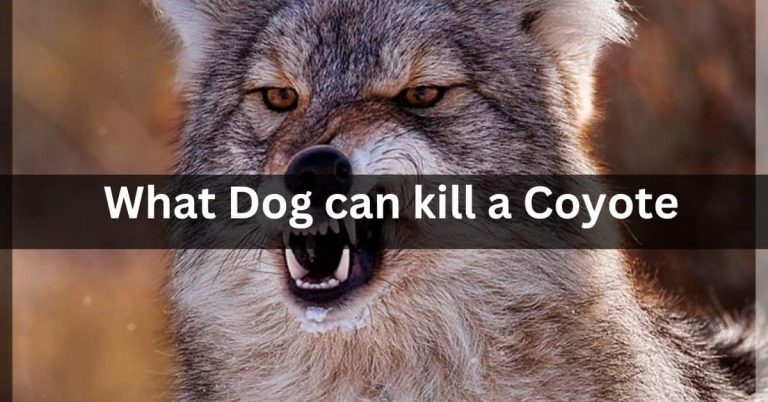 What Dog Can Kill A Coyote? Complete Guide In 2023