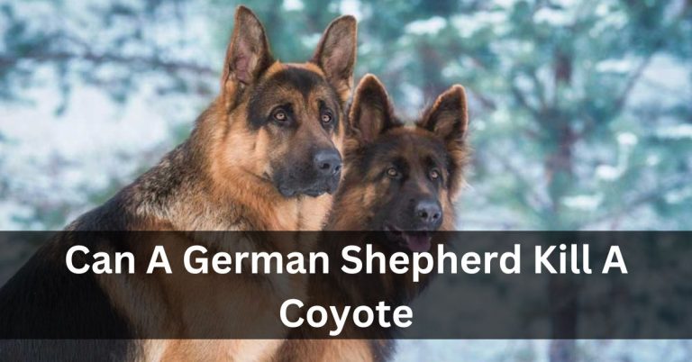 Can A German Shepherd Kill A Coyote? – Steps & Factors