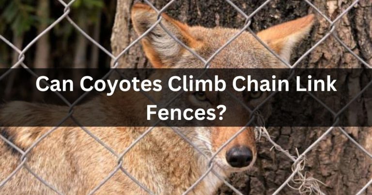 Can Coyotes Climb Chain Link Fences? – Repellent Tips