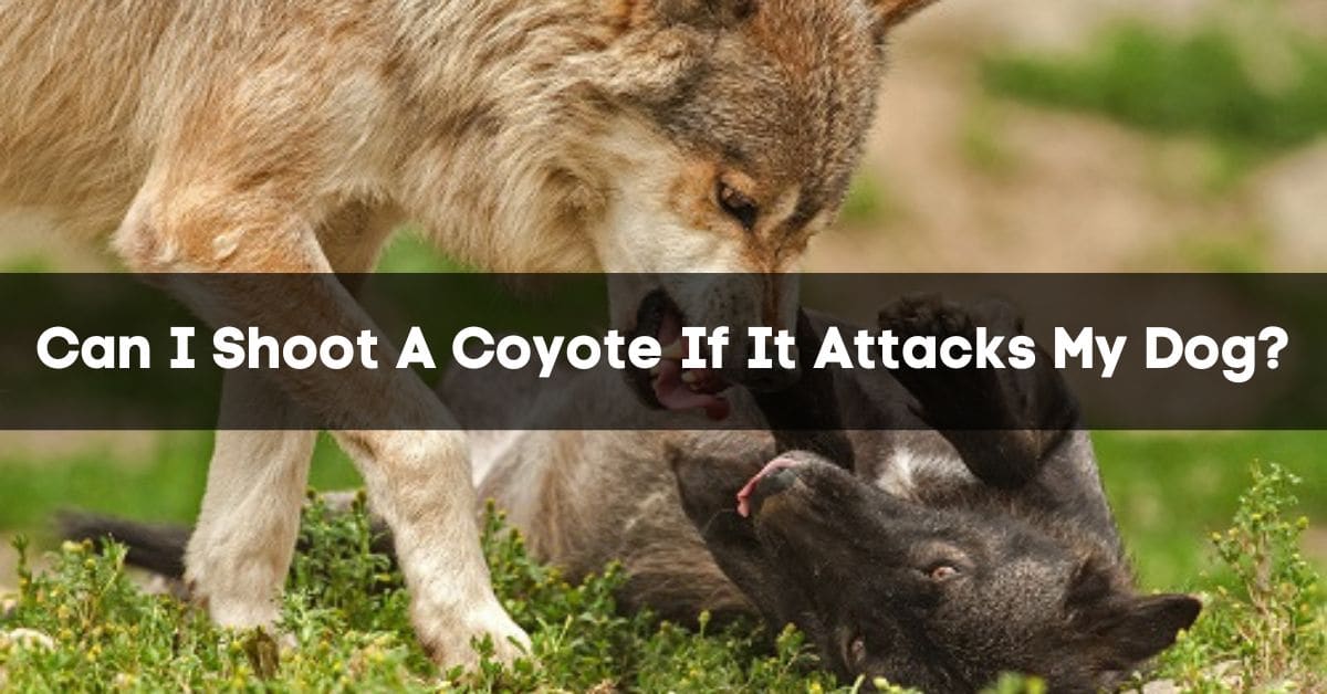 Can I Shoot A Coyote If It Attacks My Dog?