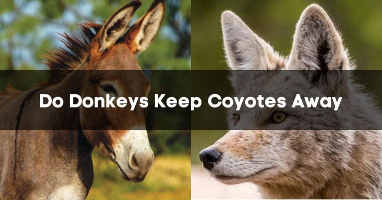 Do Donkeys Keep Coyotes Away? – Complete Guide