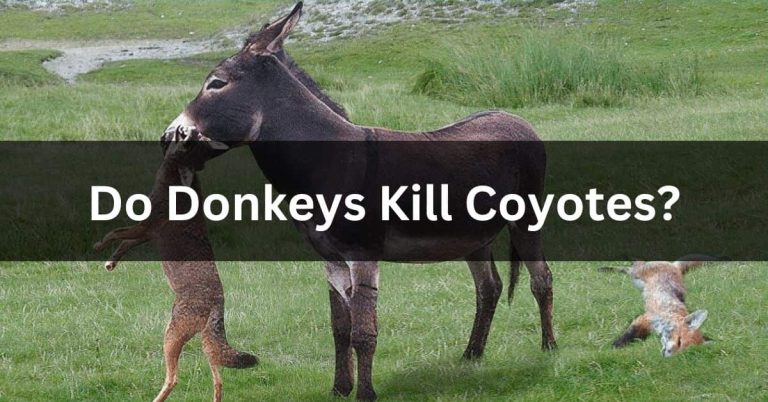 Do Donkeys Kill Coyotes? – Coyotes VS Donkeys