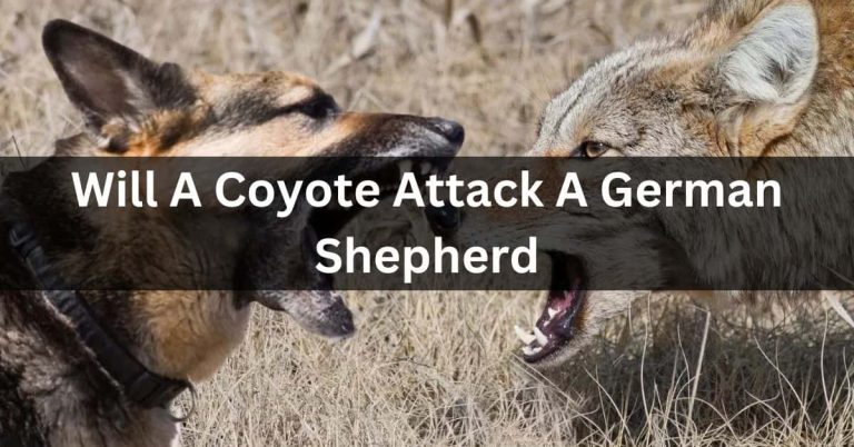 Will A Coyote Attack A German Shepherd? -All Information