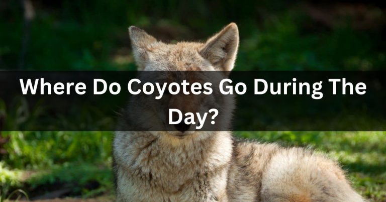 Where Do Coyotes Go During The Day? | Complete Information