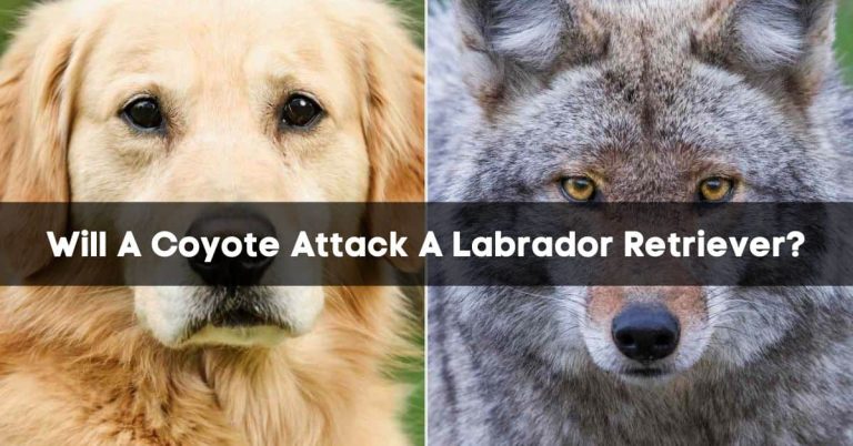 Will A Coyote Attack A Labrador Retriever? | How To Protect In 2023