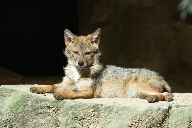 Can Coyote See UV Light?