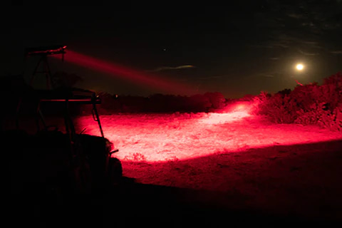 Do Red Light Spook Coyotes?
