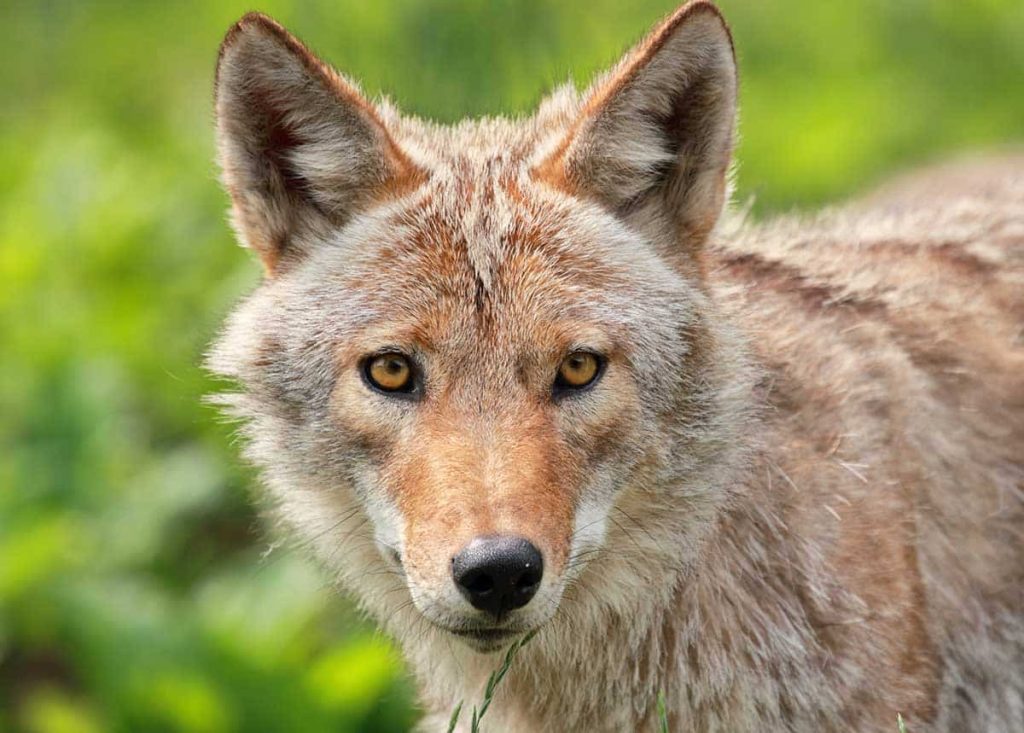 What Colors Do Coyotes Not See?