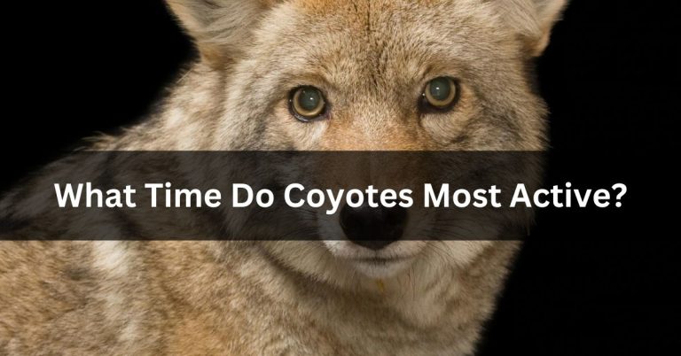 What Time Do Coyotes Most Active? | Day & Night