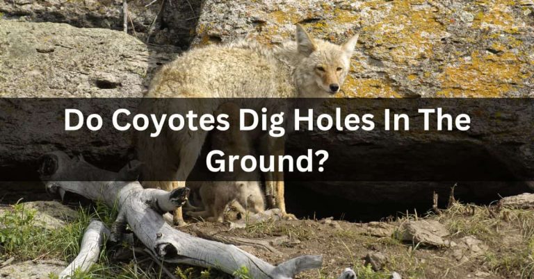 Do Coyotes Dig Holes In The Ground? – Detailed Info In 2023