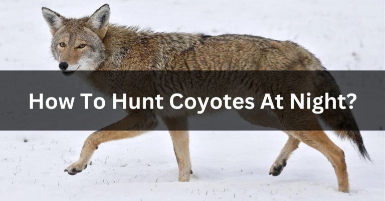 How To Hunt Coyotes At Night? | All You Need  To Know In 2023