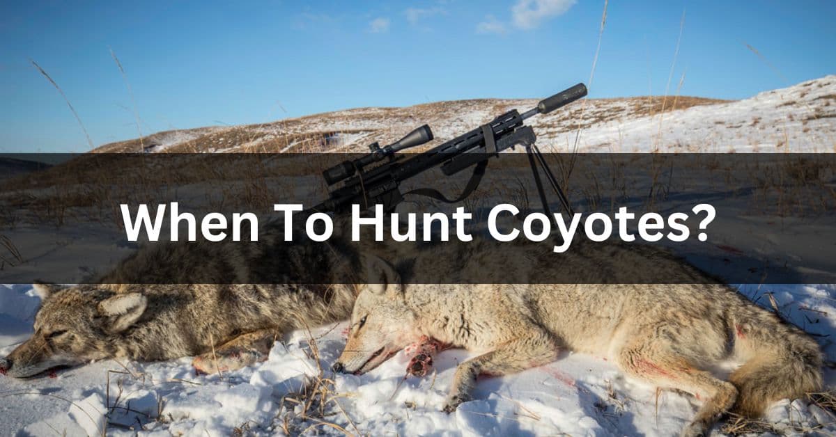 When To Hunt Coyotes? Best Time To Hunting Coyote Coyote