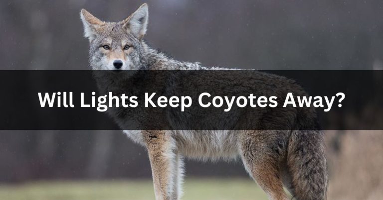 Will Lights Keep Coyotes Away? – Will Lights Scare The Coyotes?
